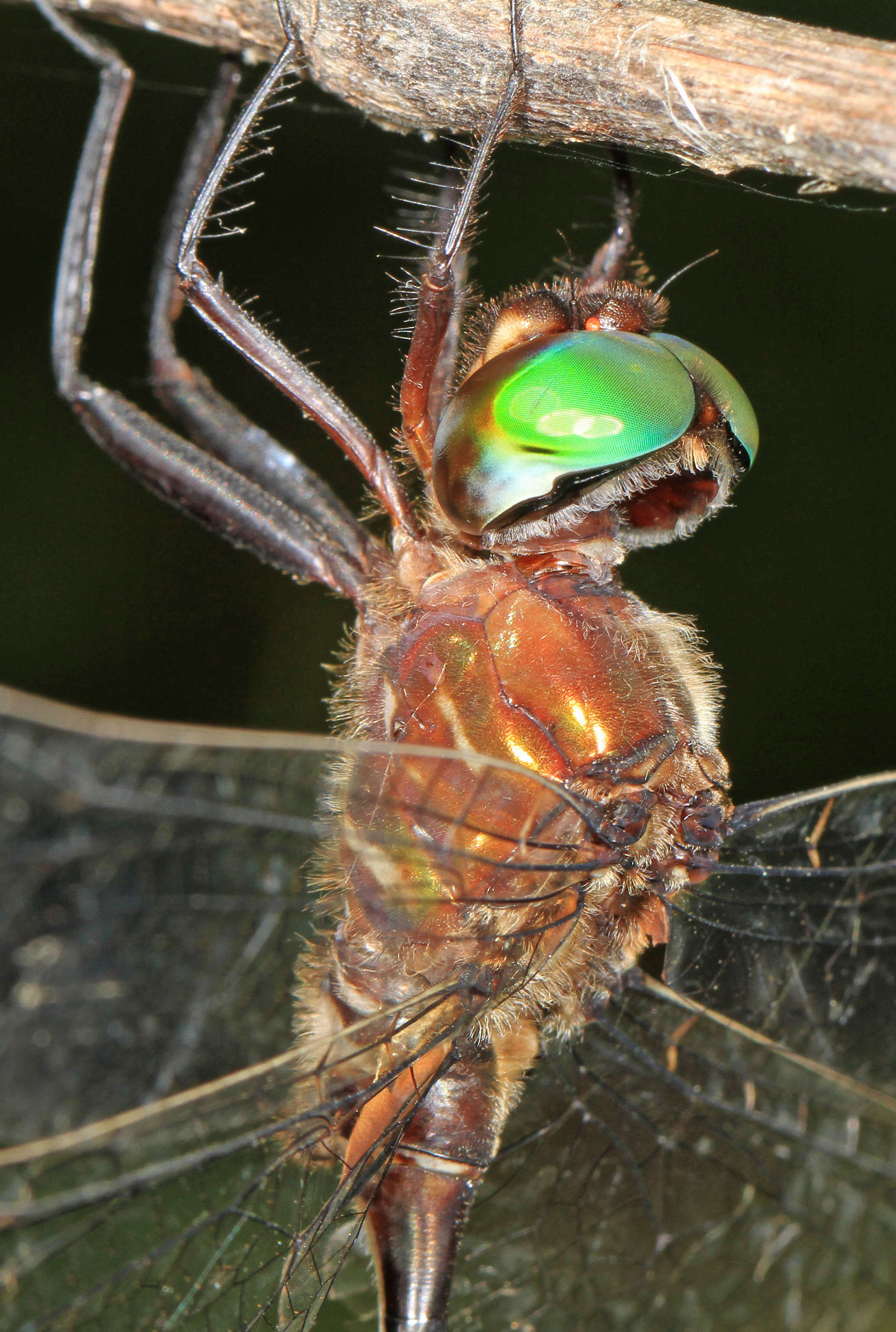 Image of Fine-lined Emerald