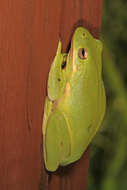 Image of American Green Treefrog