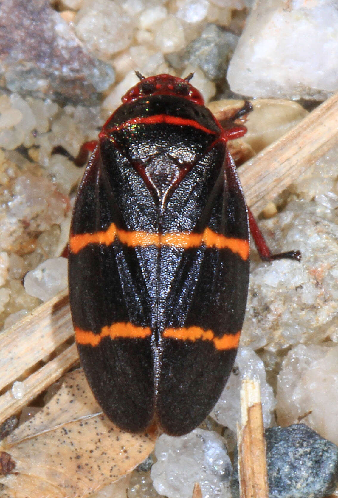 Image of Two-lined Spittlebug