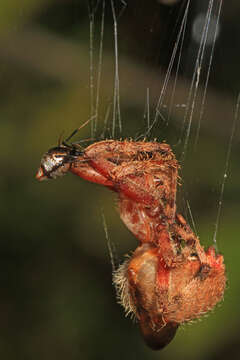 Image of Dewdrop Spiders