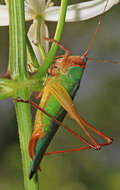 Image of Handsome Meadow Katydid