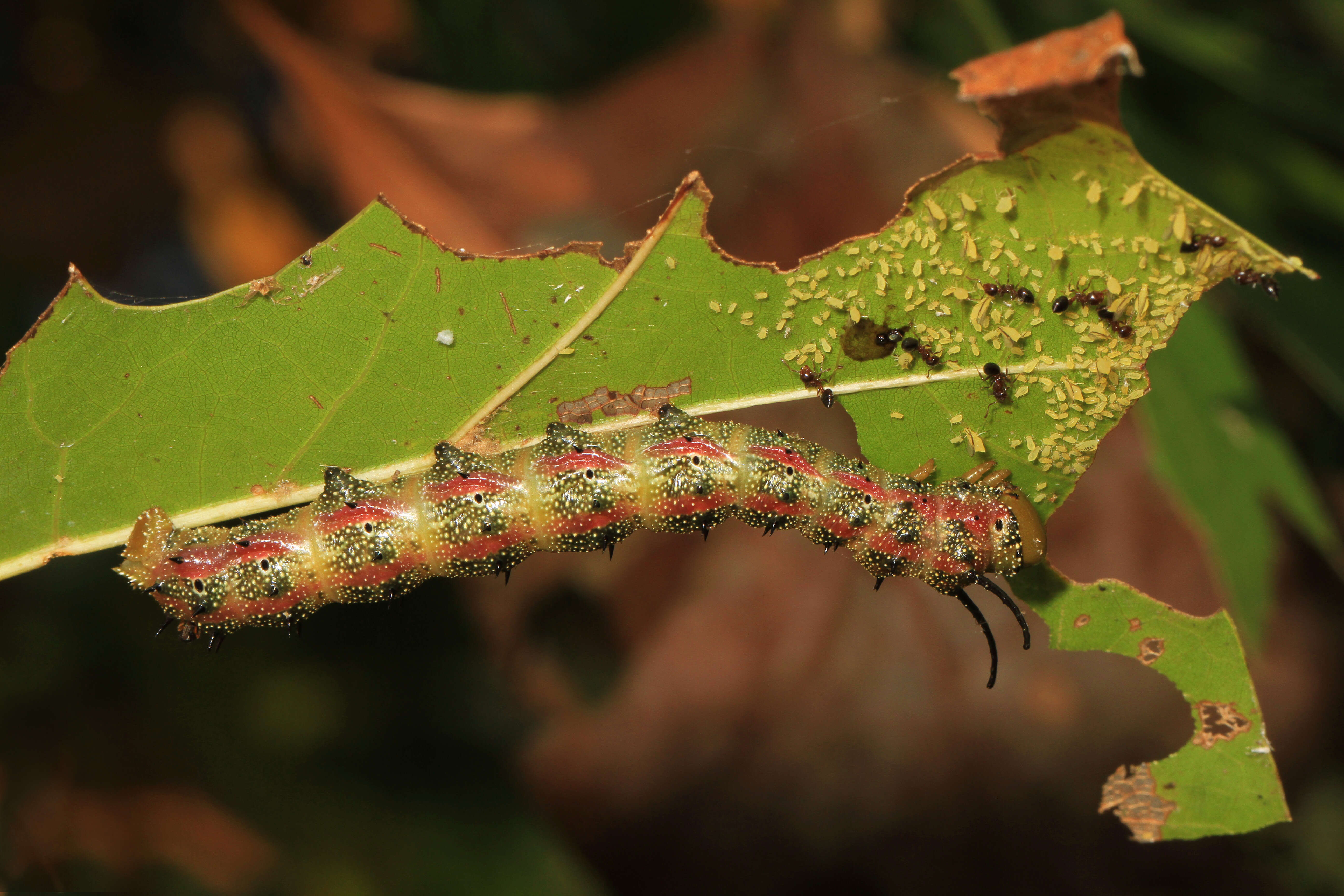 Image of Pink-striped Oakworm