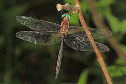 Image of Fine-lined Emerald