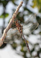 Image of Fine-lined Emerald