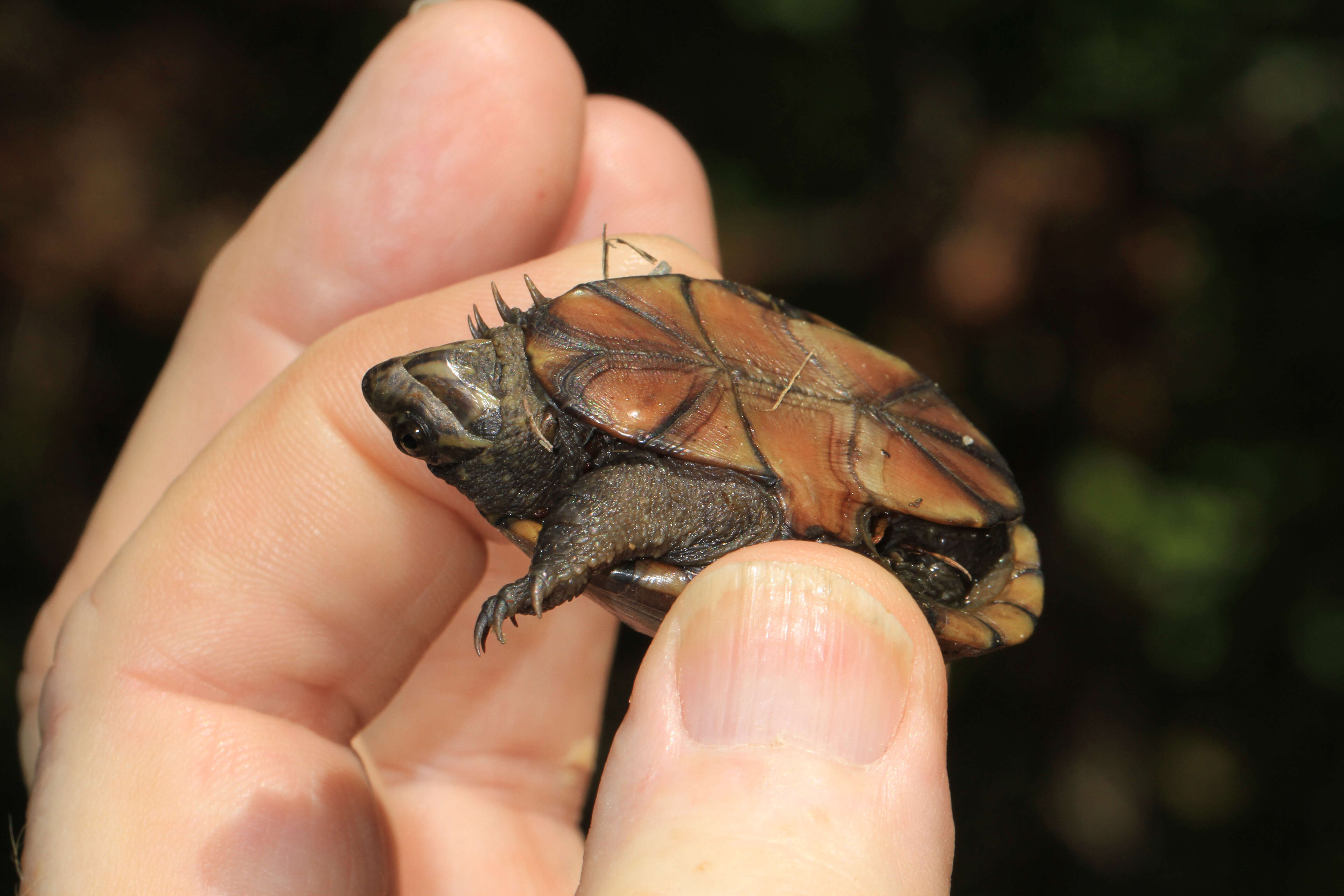 Image of Common Mud Turtle