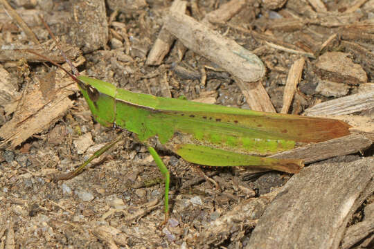 Metaleptea brevicornis (Johannson 1763) resmi