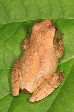 Image of Spring Peeper