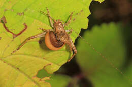Image of rhopalosomatid wasps