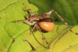 Image of rhopalosomatid wasps