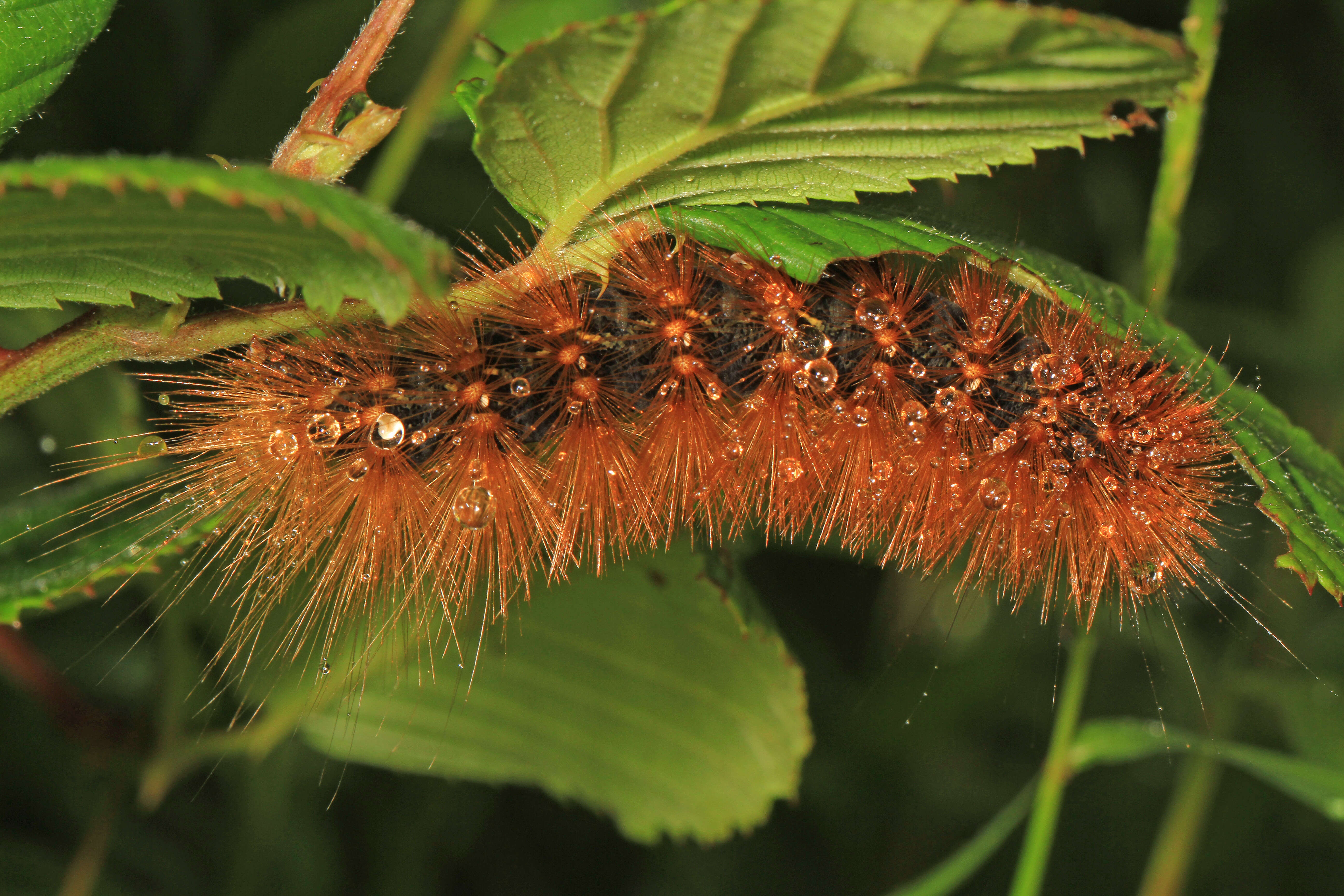 Image of Salt Marsh Moth