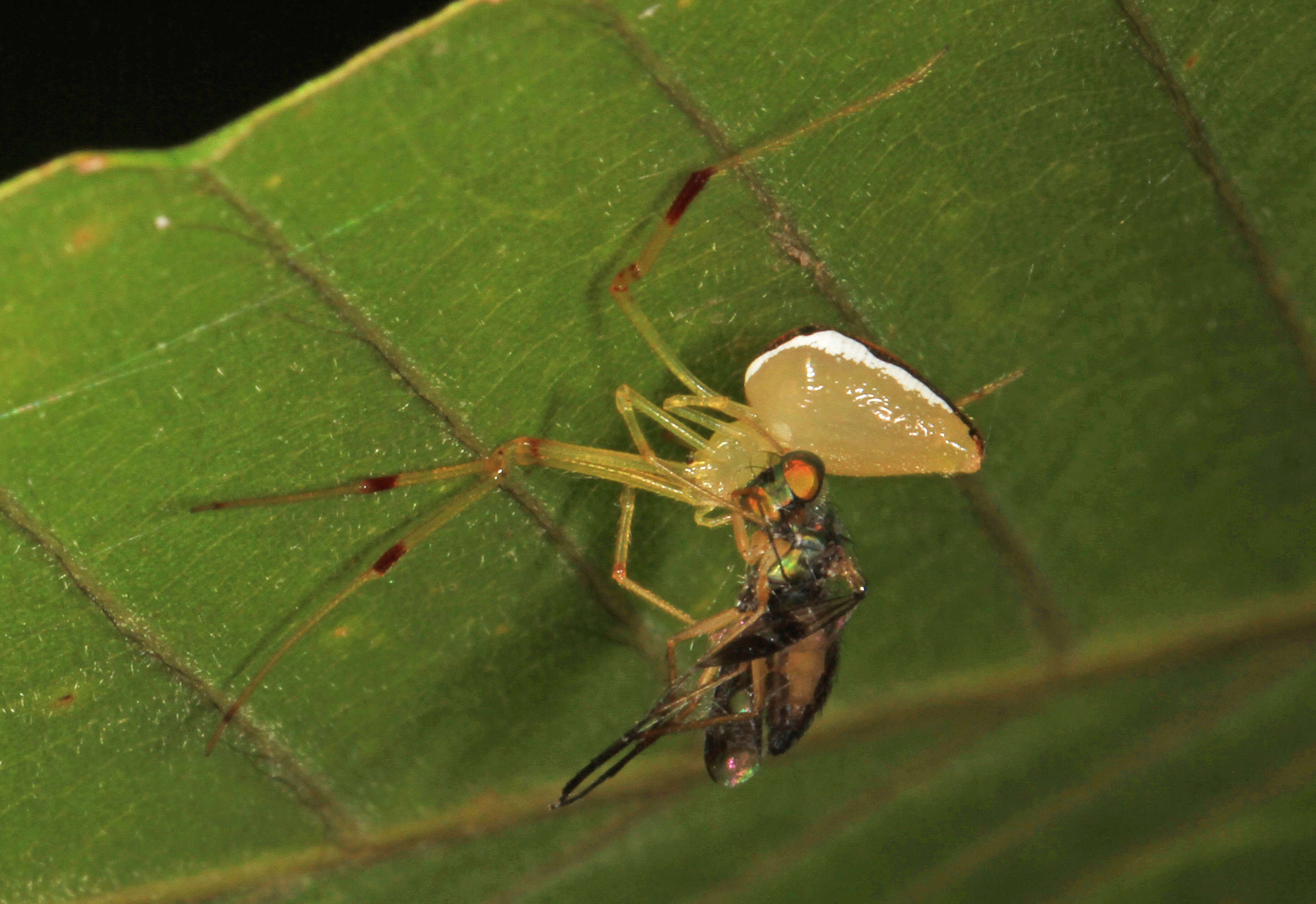 Image of Spintharus flavidus Hentz 1850