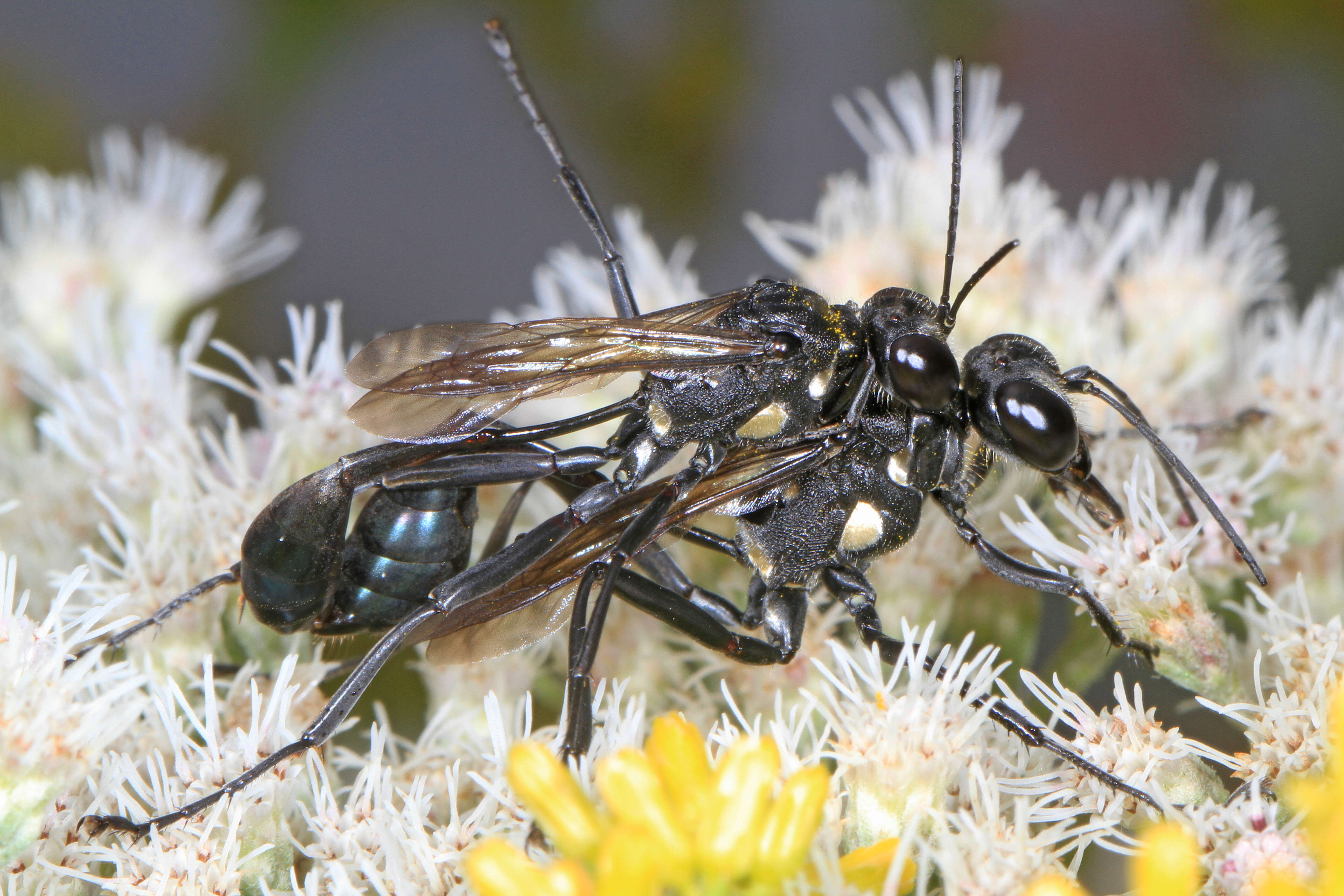 Image de Eremnophila Menke 1964