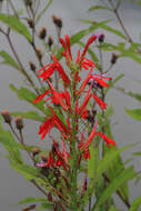 Image of Cardinal Flower