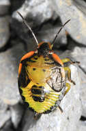 Image of Green stink bug