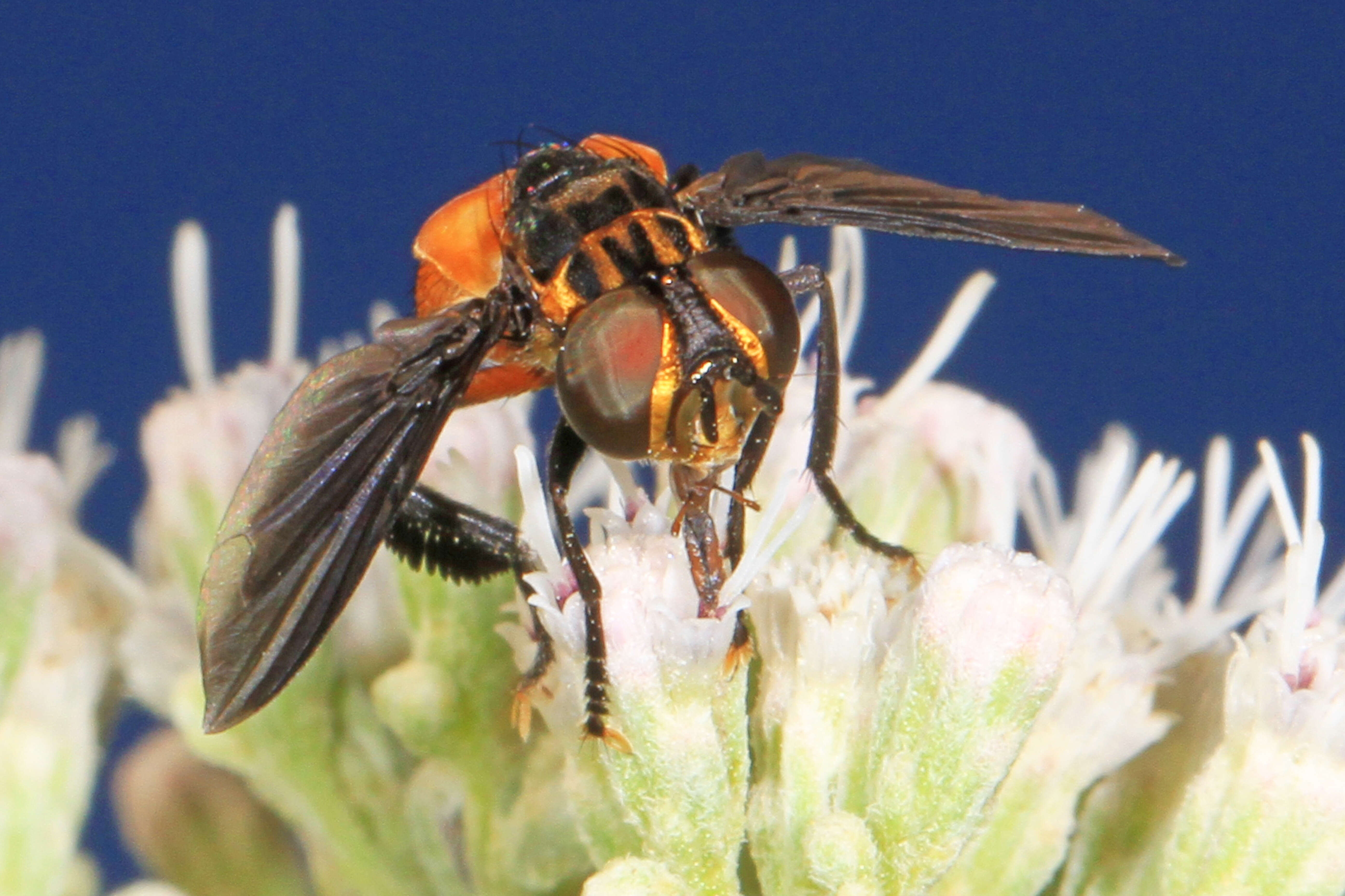 صورة Trichopoda pennipes (Fabricius 1781)