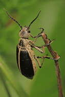 Image of Margined Blister Beetle