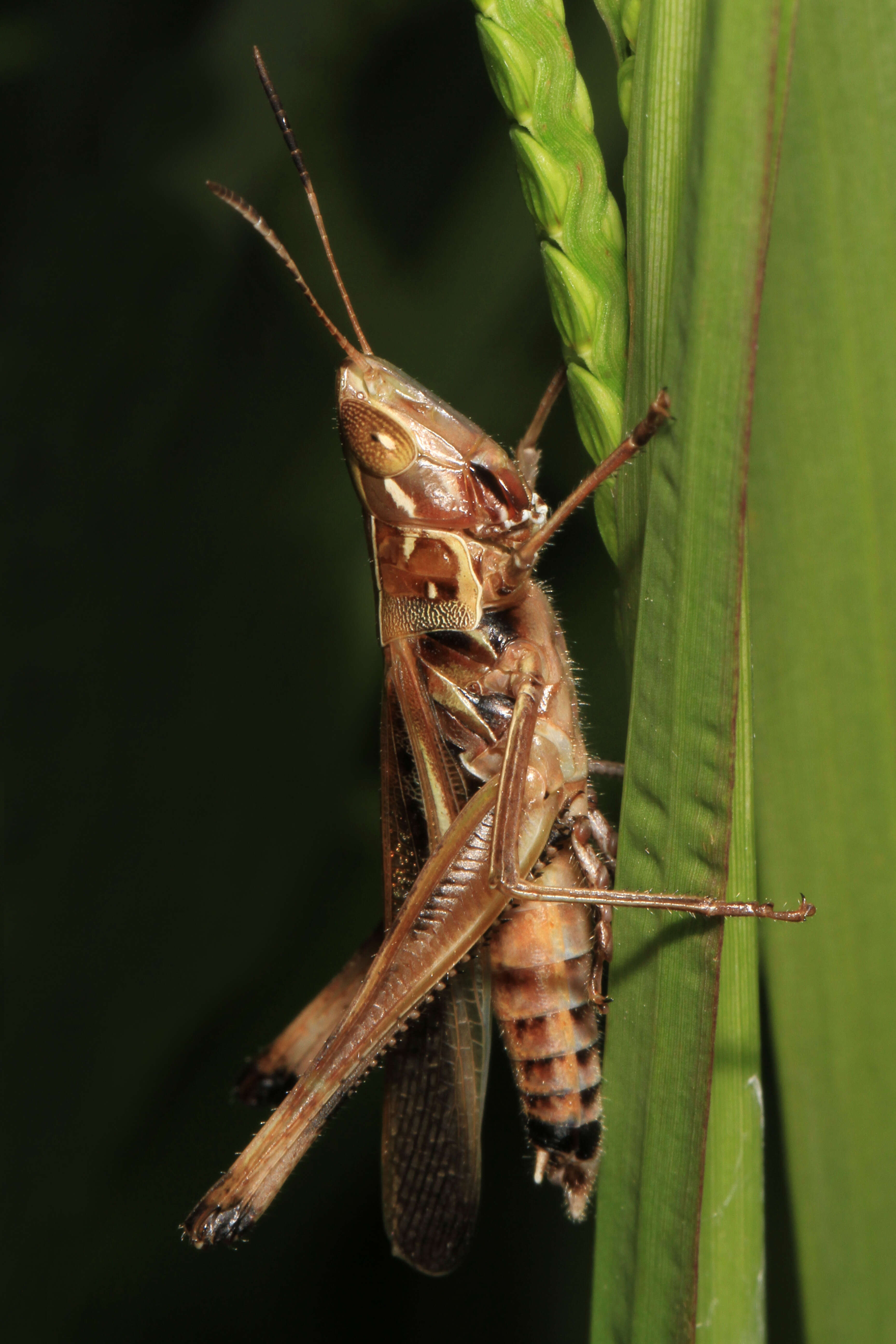 Image of Admirable Grasshopper