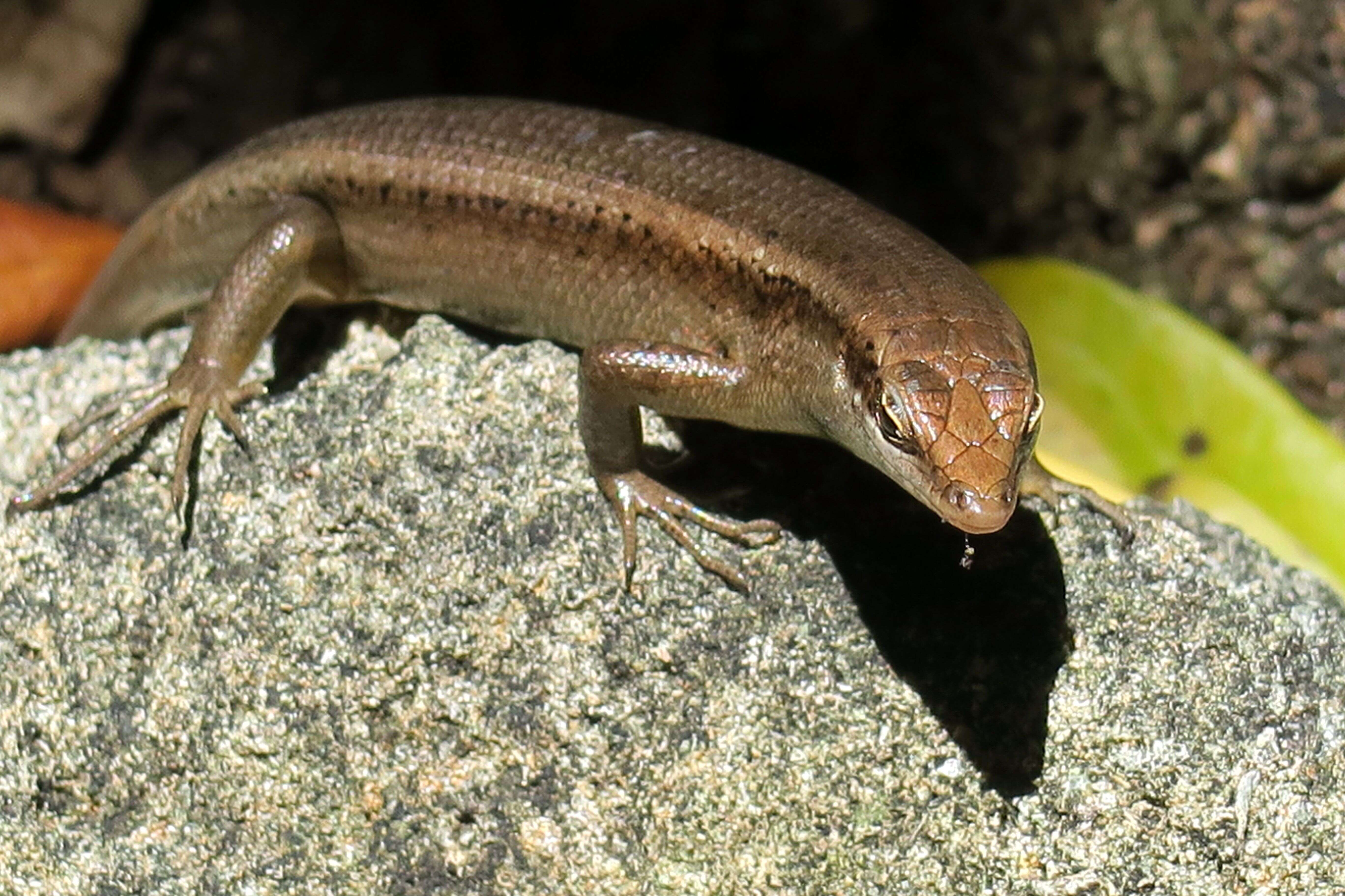 Image of Seychelles skink