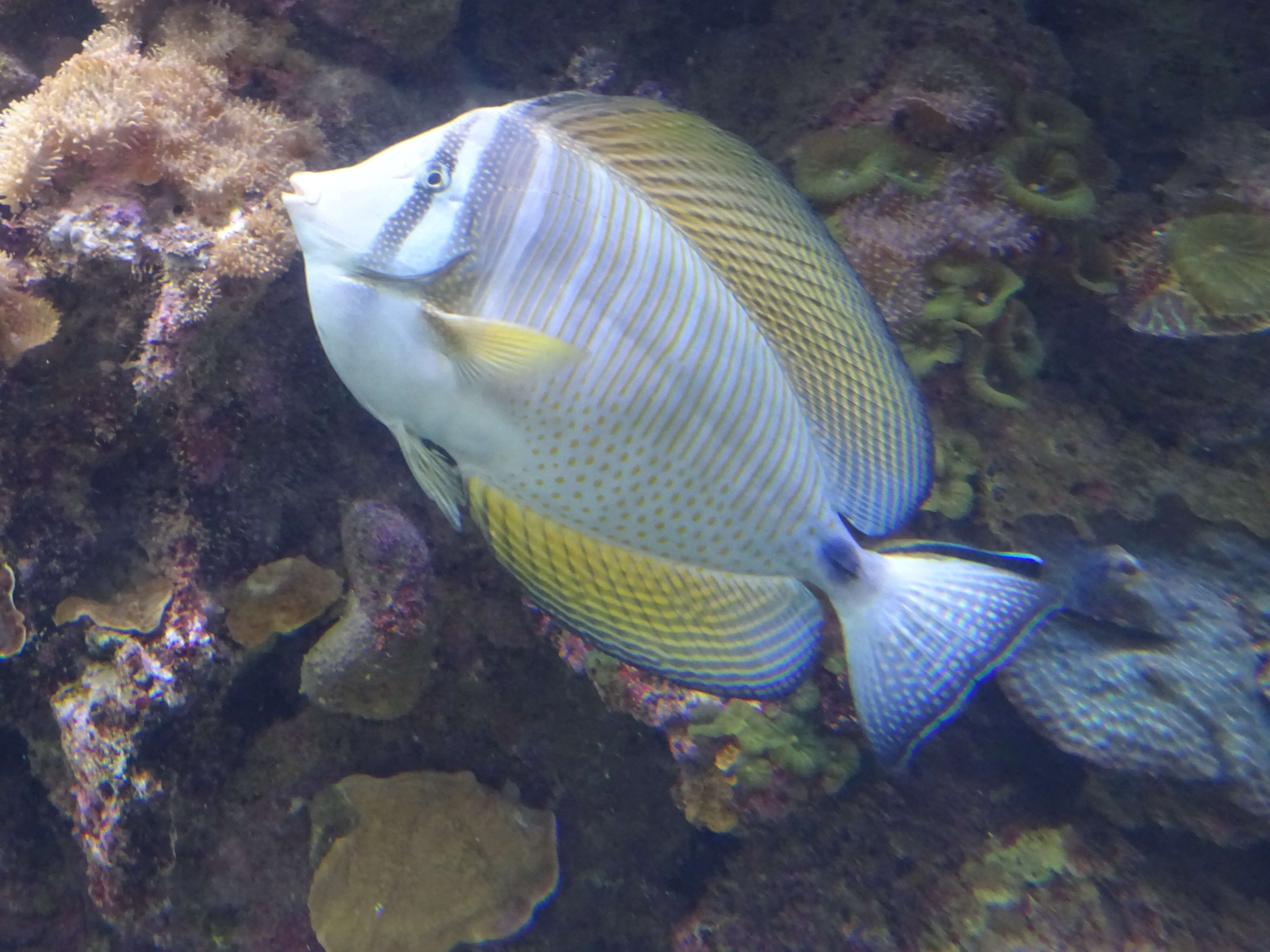 Image of Desjardin's Sailfin Tang