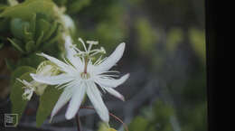 Image de Passiflora pectinata Griseb.