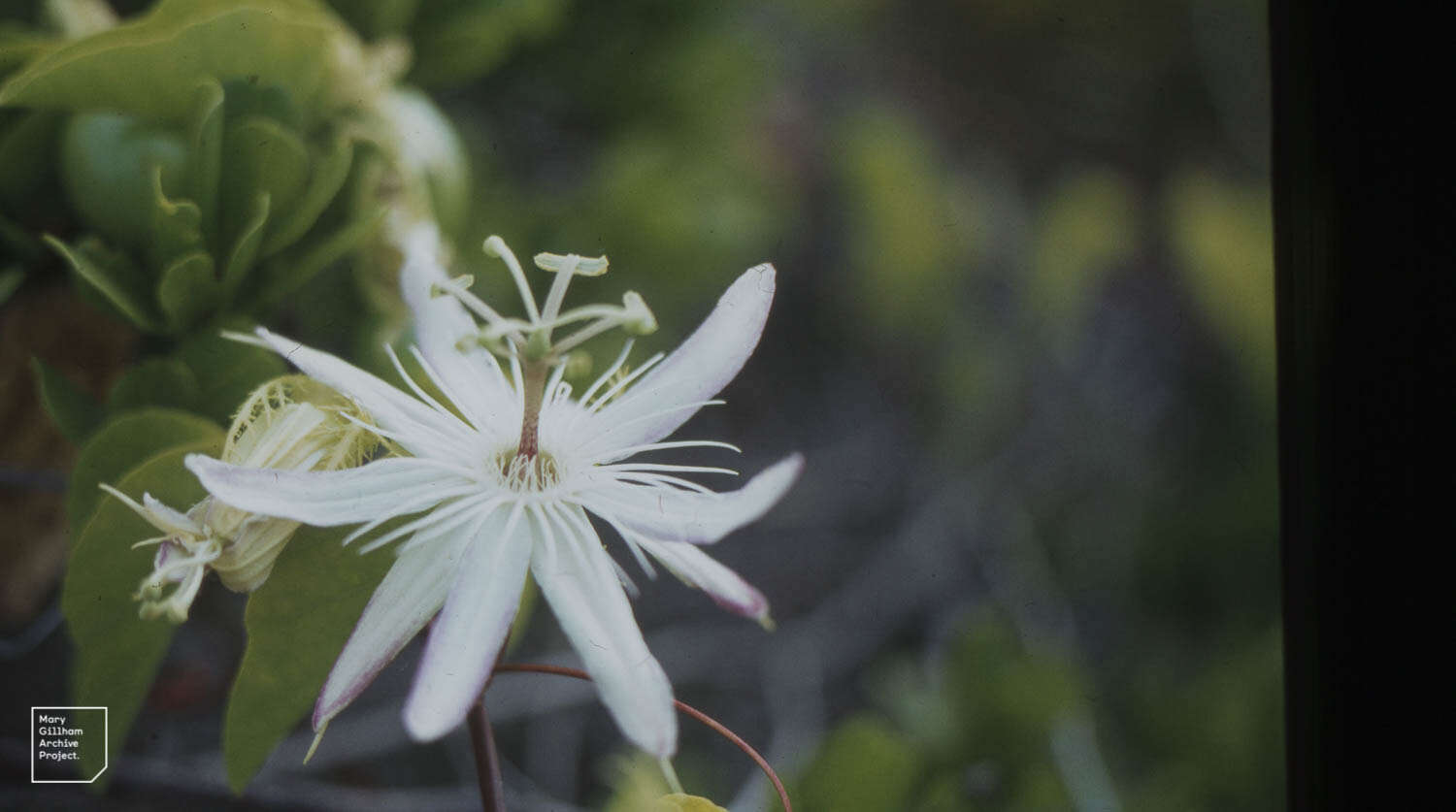 Imagem de Passiflora pectinata Griseb.