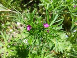 Plancia ëd Geranium dissectum L.