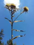 Image of Carlina biebersteinii Bernh. ex Hornem.