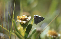 Image of Tree Oxeye