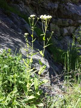 Imagem de Peltaria alliacea Jacq.