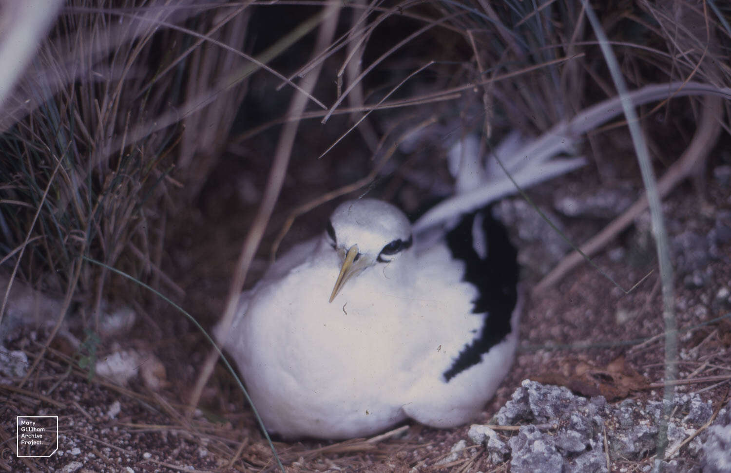 Image of White-tailed Tropicbird