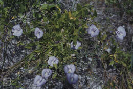 Image of spurred butterfly pea