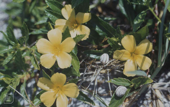 Imagem de Turnera ulmifolia L.