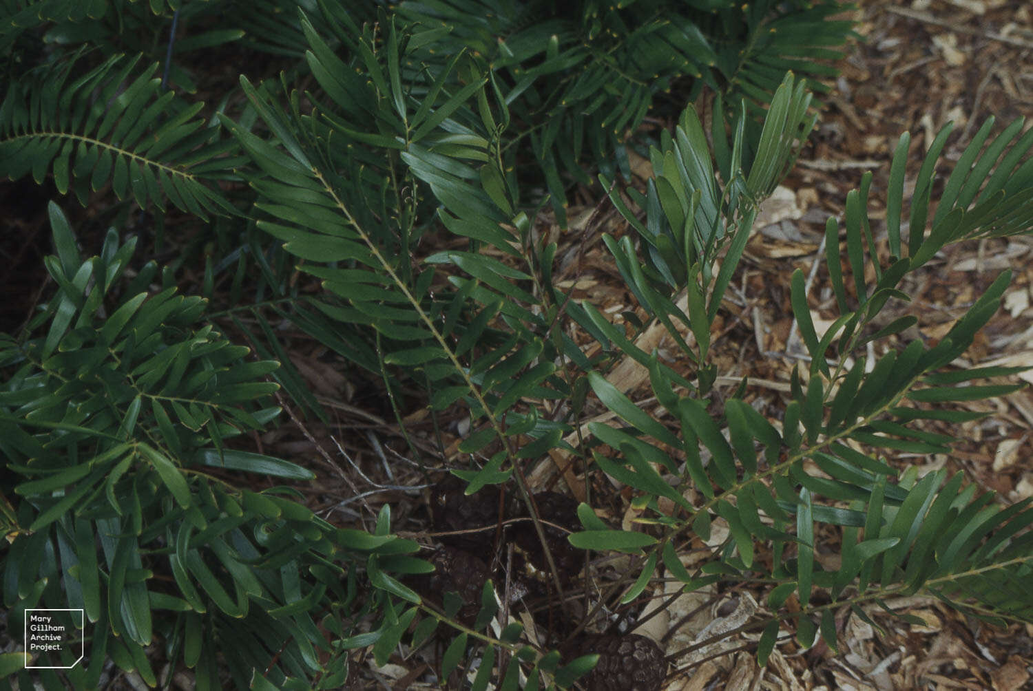 Image of coontie