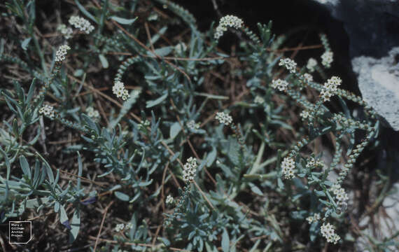 Image of salt heliotrope