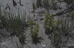 Слика од Salicornia perennis Miller