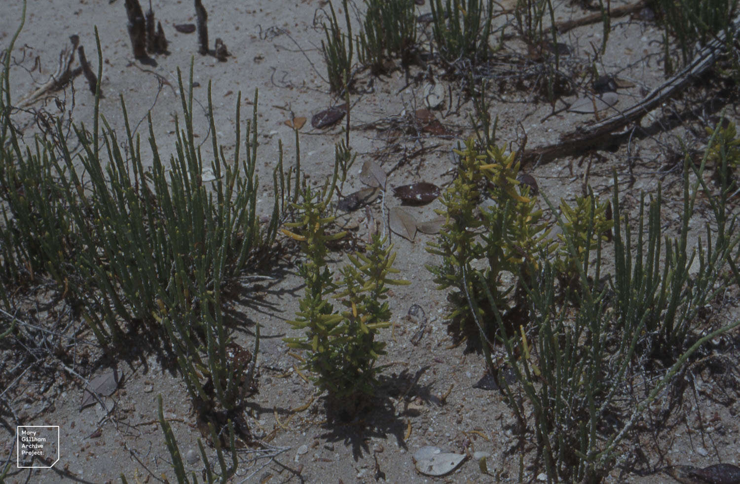 Слика од Salicornia perennis Miller