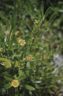 Image of Tree Oxeye