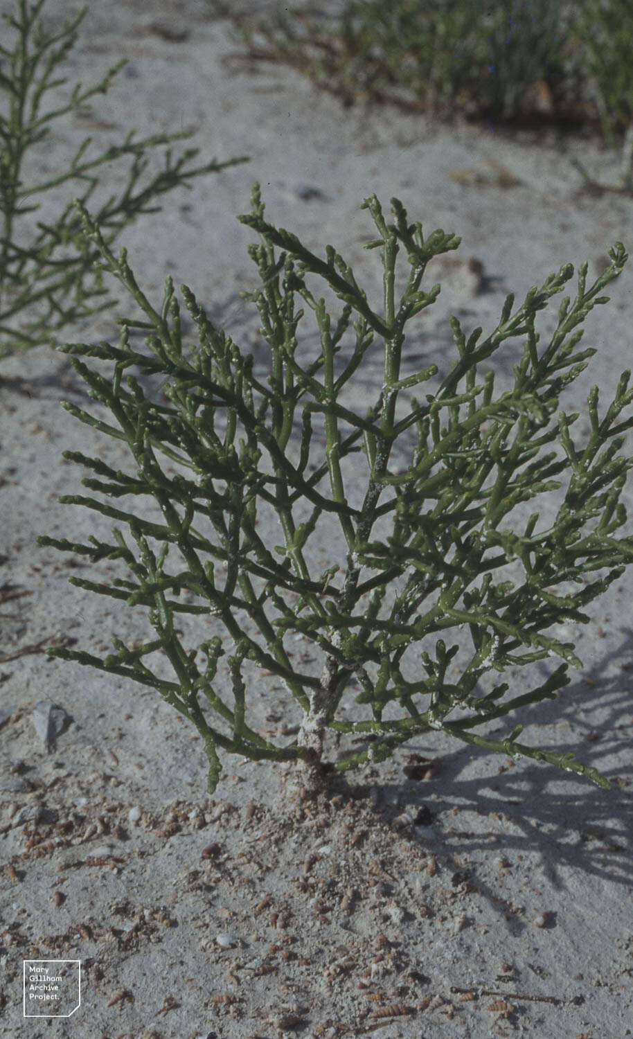 Image of dwarf saltwort