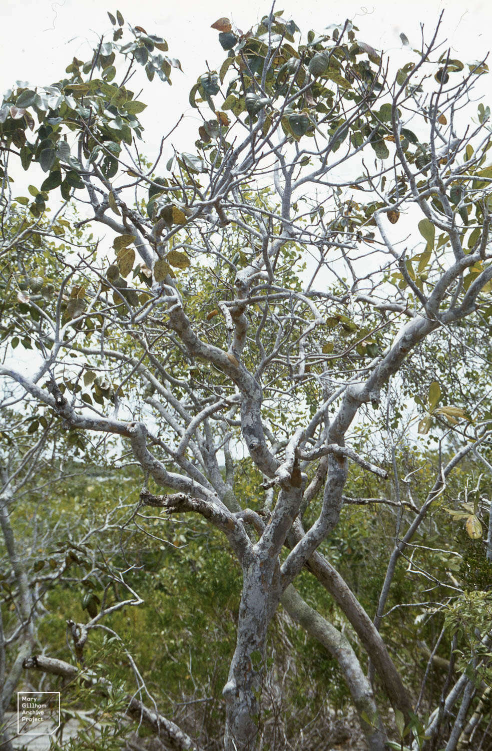 Image of Florida poisontree