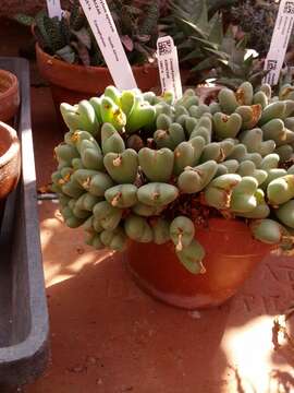 صورة Conophytum