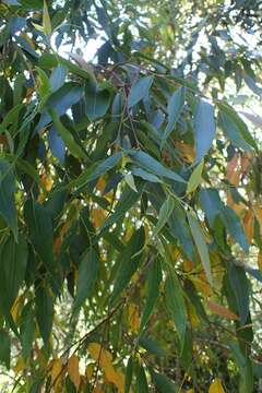 Image of Australian tallowwood