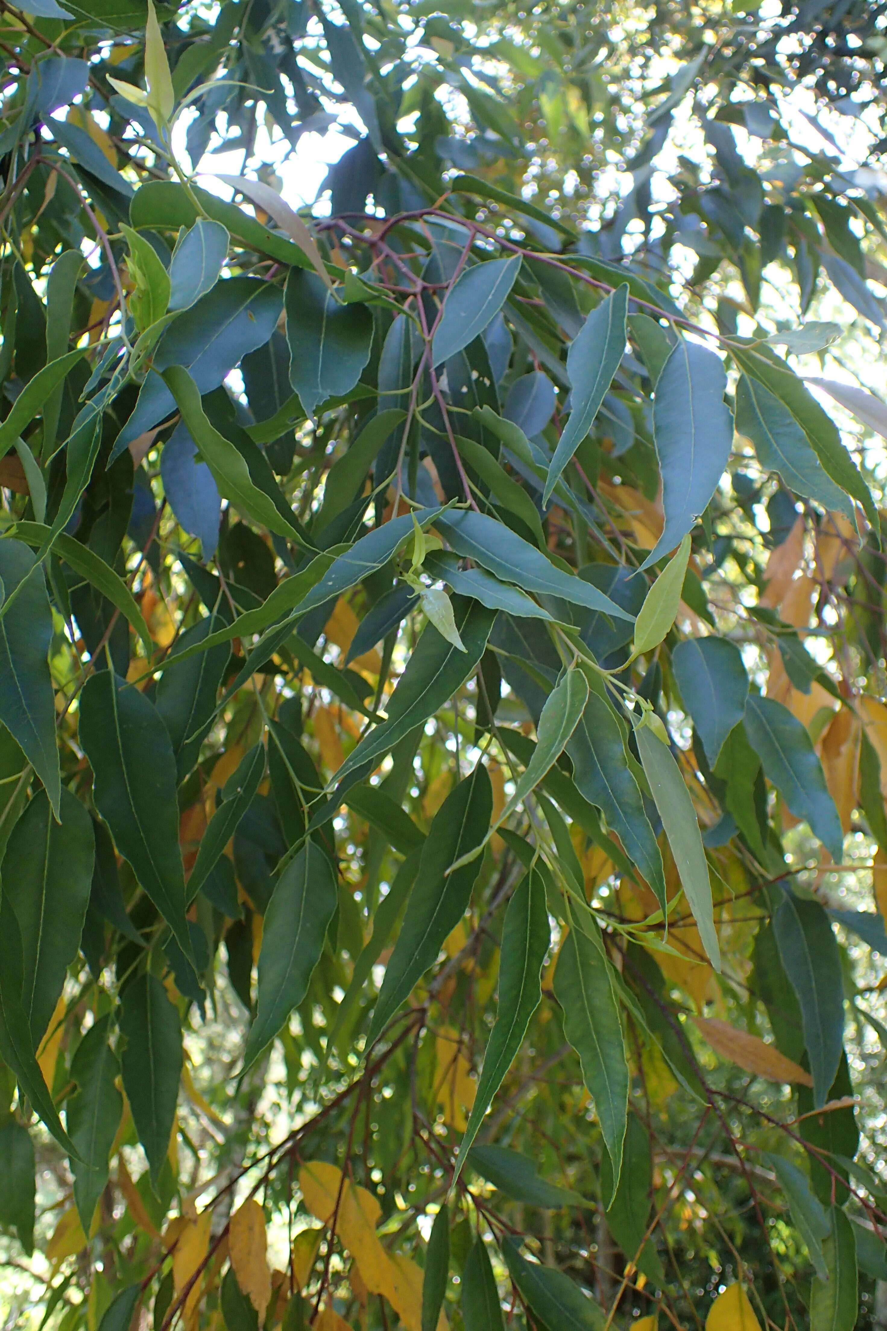 Image of Australian tallowwood