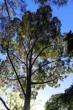 Image of Saligna Eucalyptus