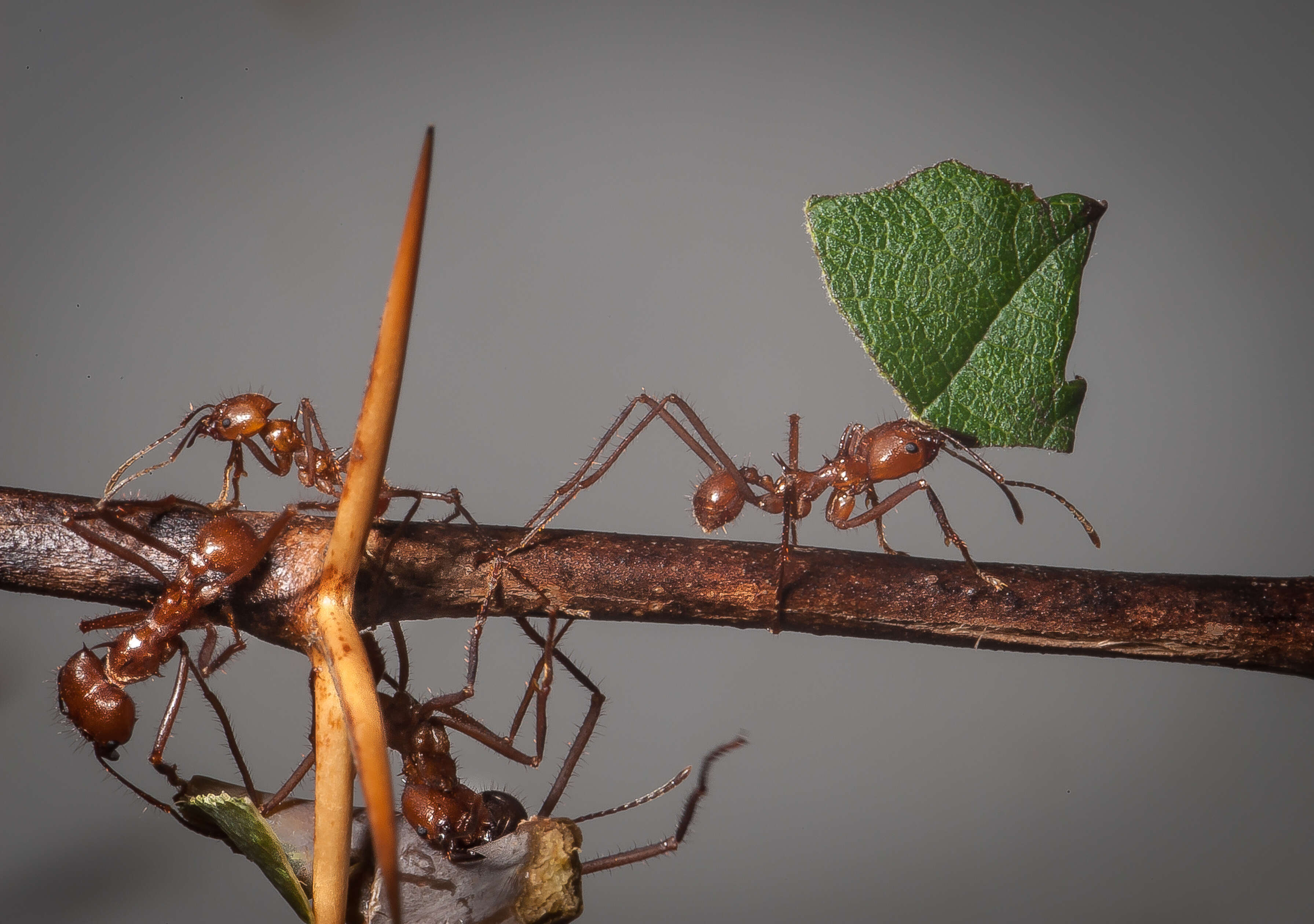 Image of Leaf-cutter ant