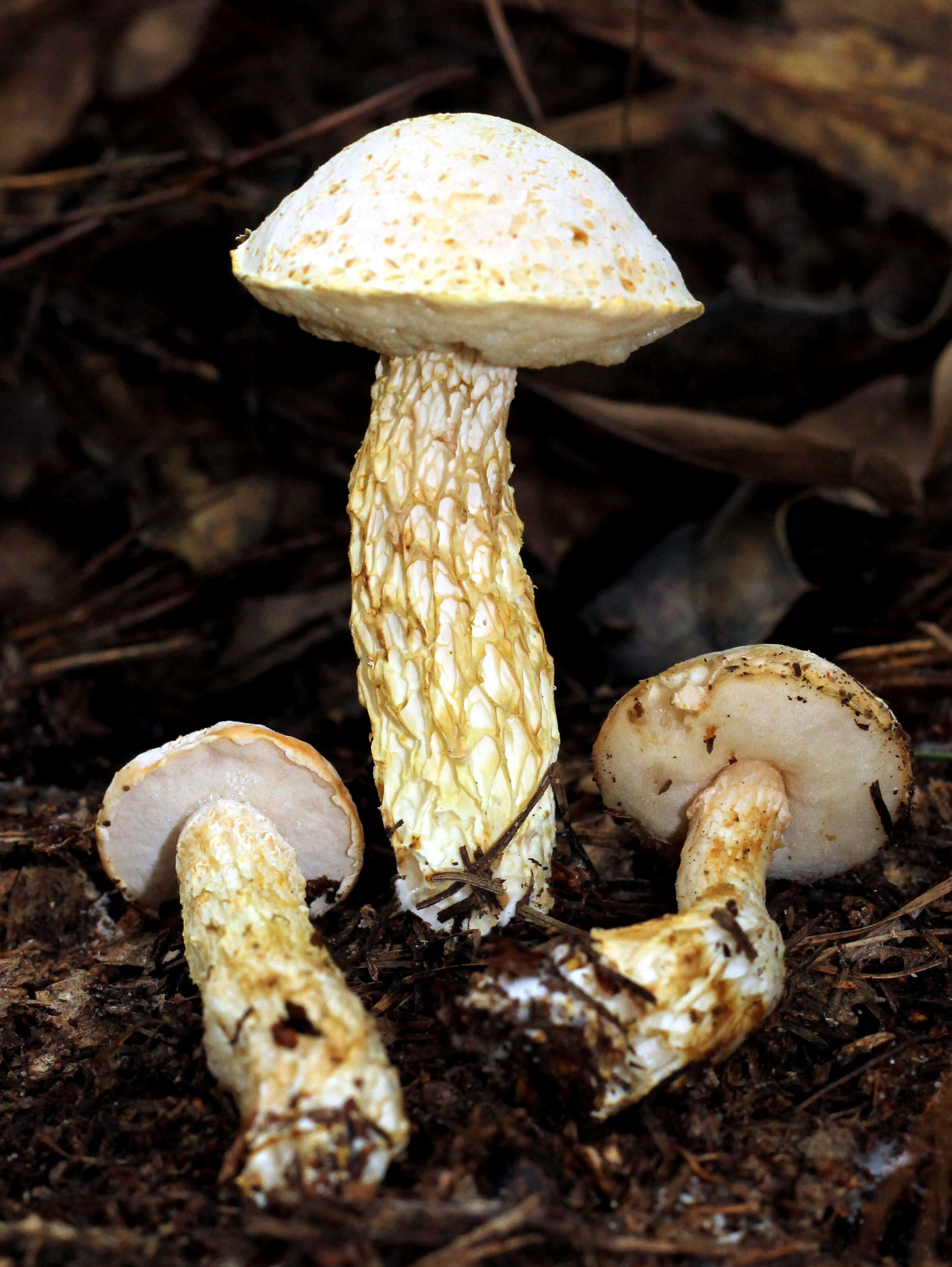 Sivun Austroboletus subflavidus (Murrill) Wolfe 1980 kuva