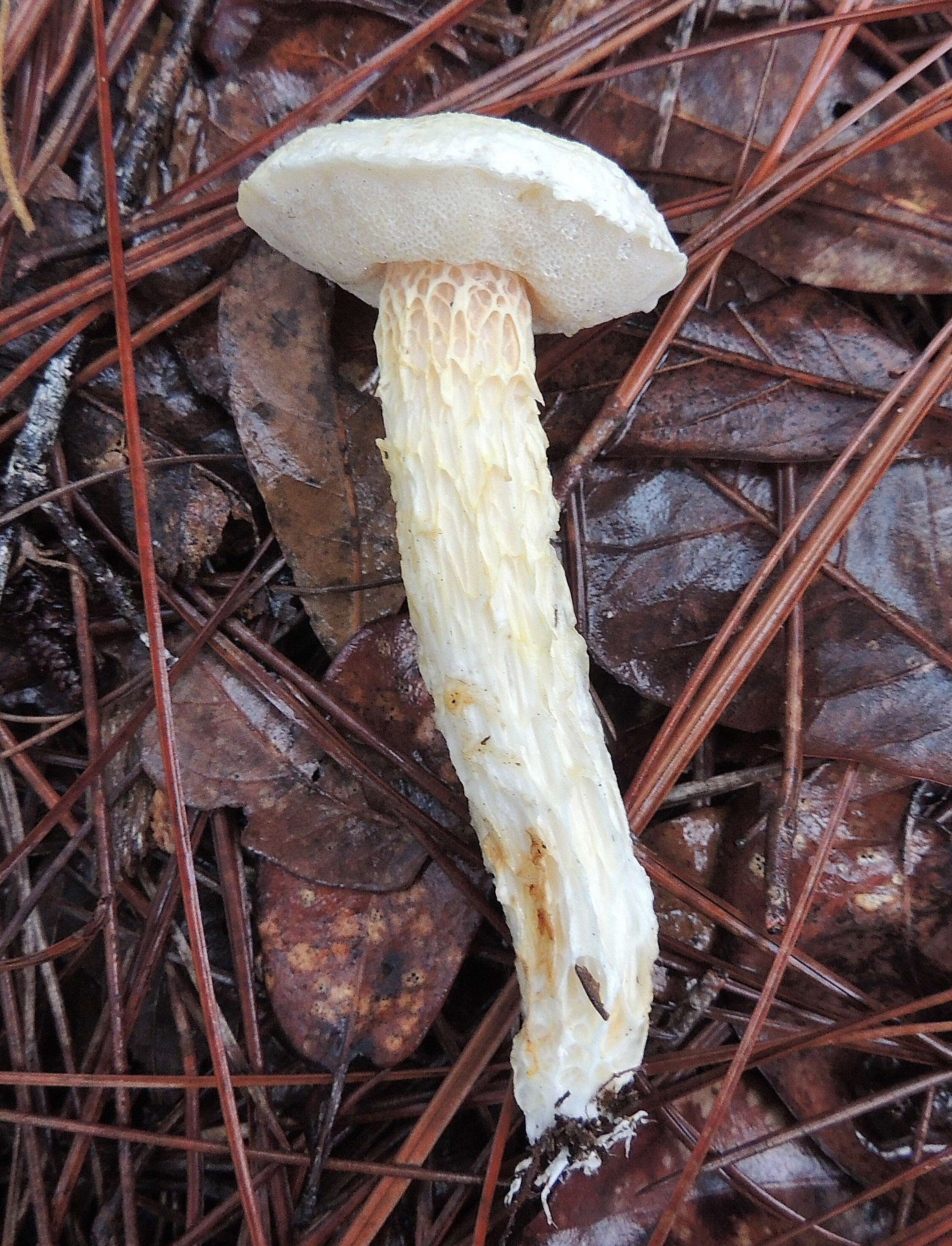 Sivun Austroboletus subflavidus (Murrill) Wolfe 1980 kuva