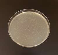 صورة Saccharomyces cerevisiae