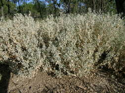 Image de Atriplex lindleyi Moq.