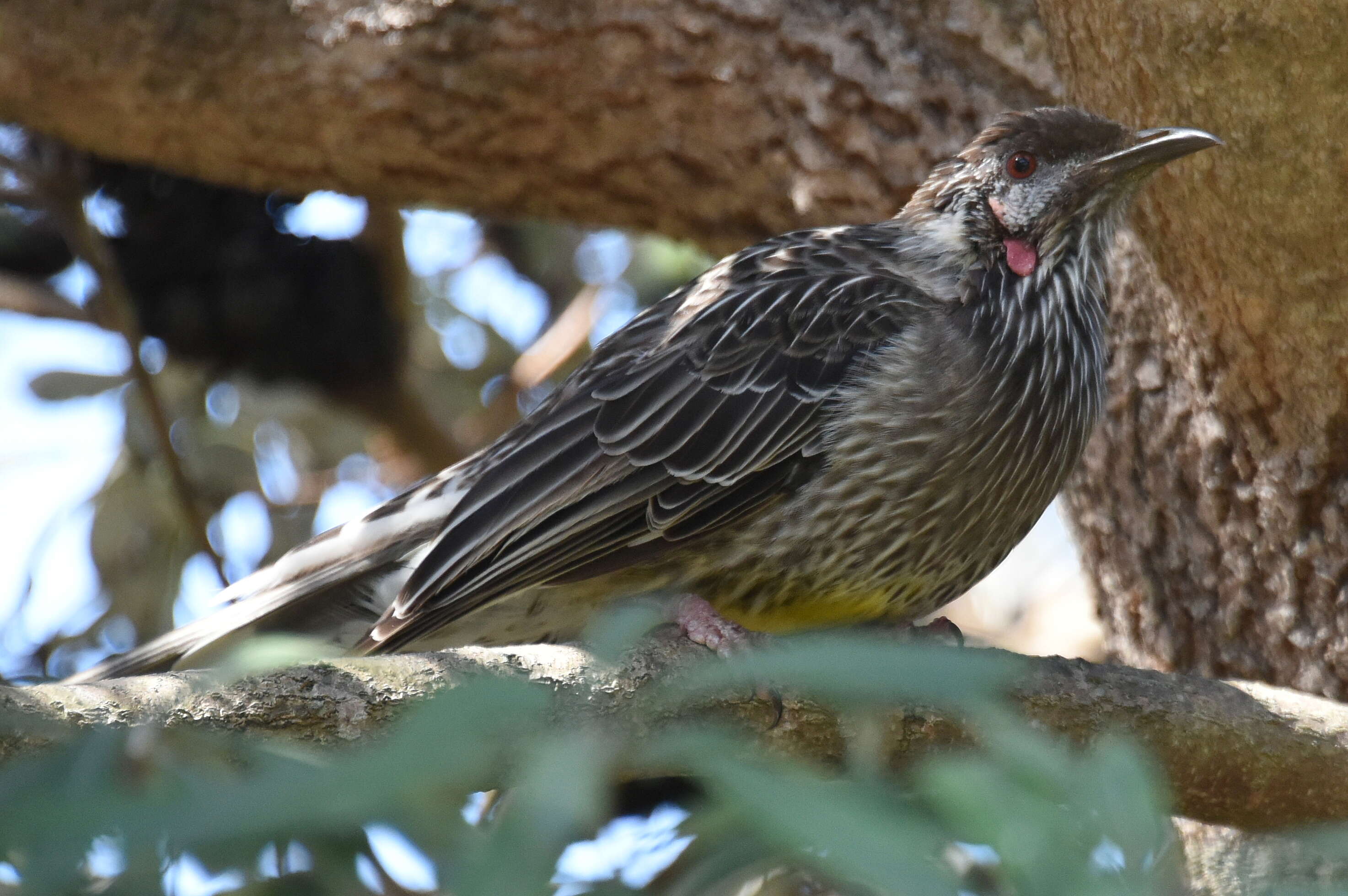 Image of Red Wattlebird