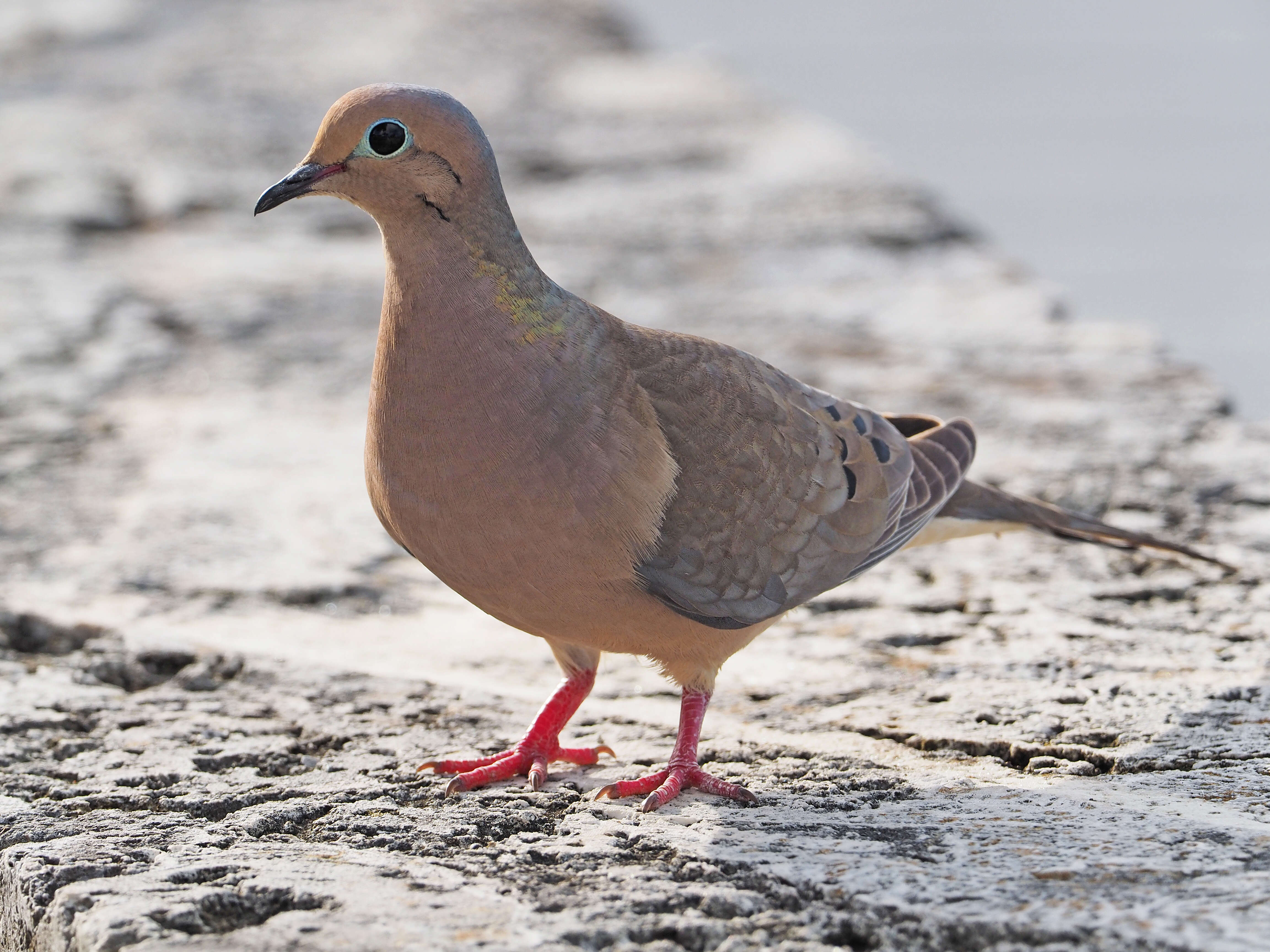 Image of American Mourning Dove